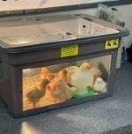 Little Learners visit newly born chicks
