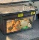 Little Learners visit newly born chicks