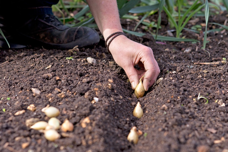 Gardening Jobs for March