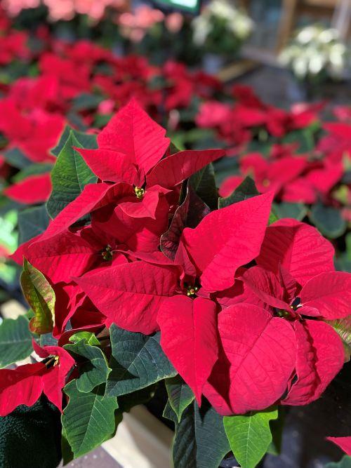 Christmas Opening Hours 2025