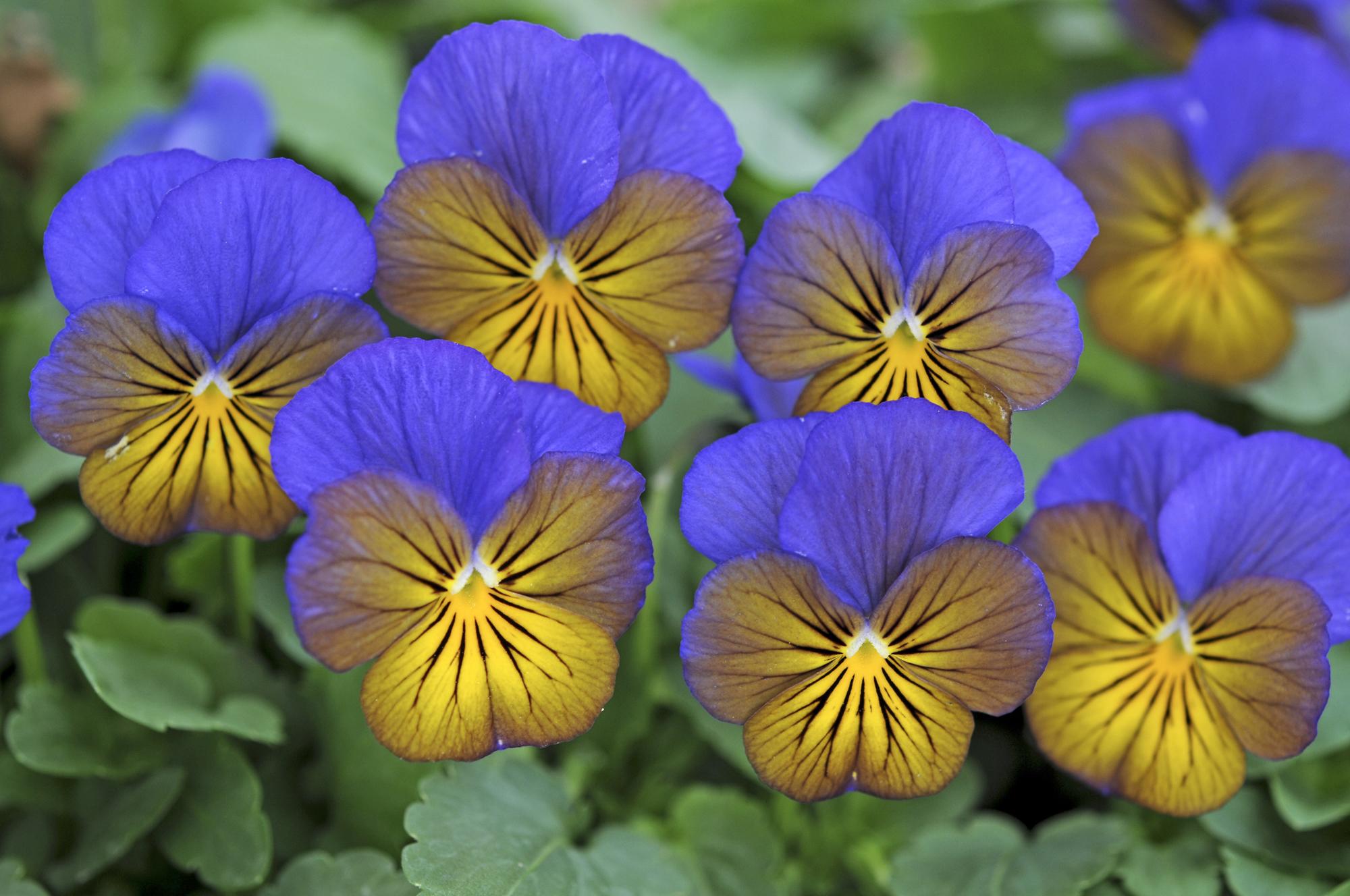 Viola & Pansy Top 10 Festival Favourites 2024