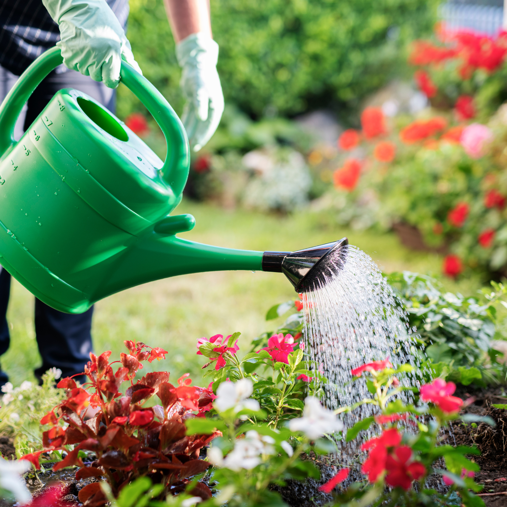Gardening Calendar - August