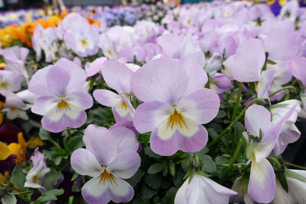 Viola & Pansy Festival 2025 Festival Favourites