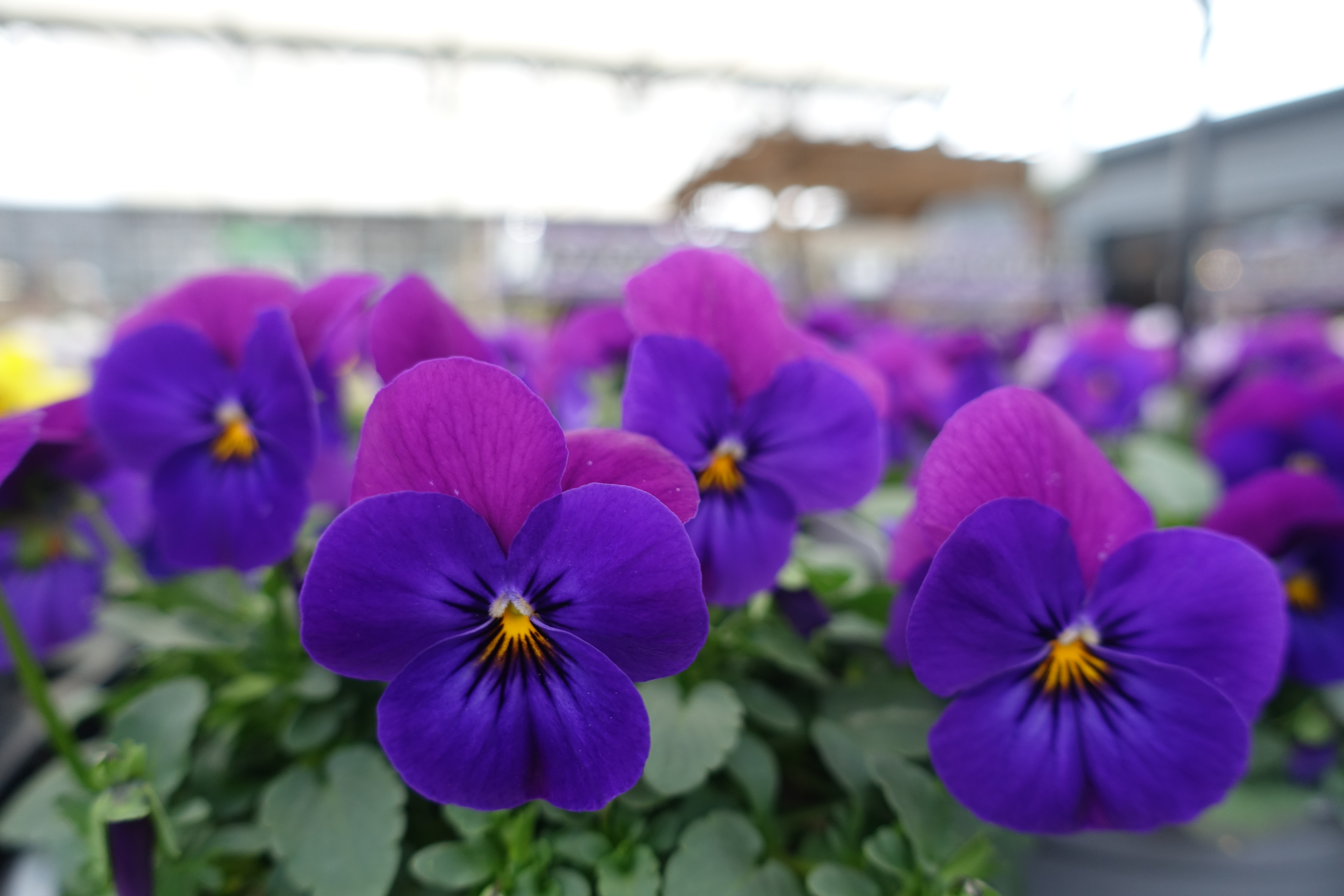 Viola & Pansy Festival Favourites 2026 