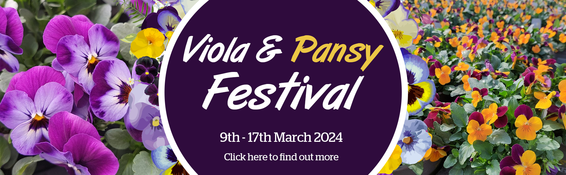 Viola & Pansy Festival