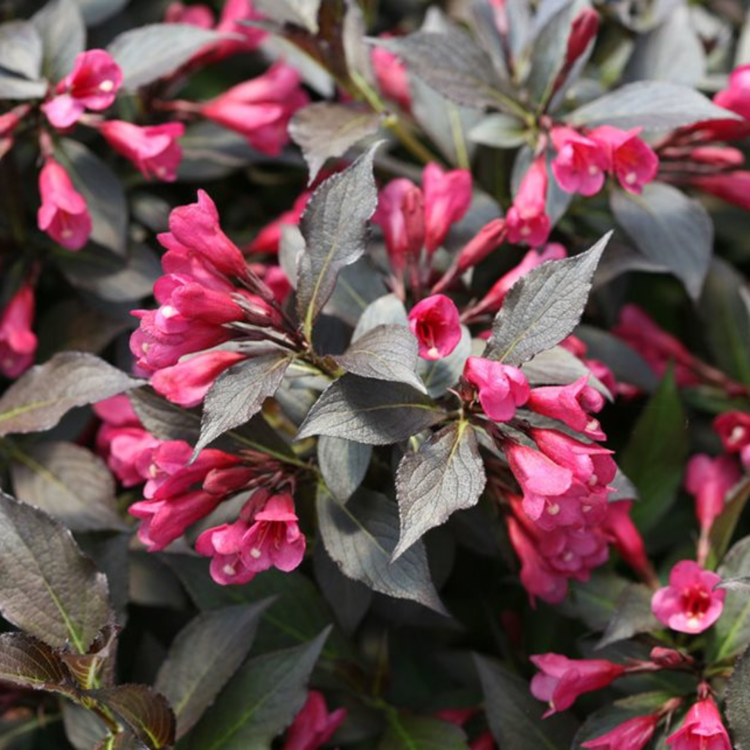Gardening Calendar - June