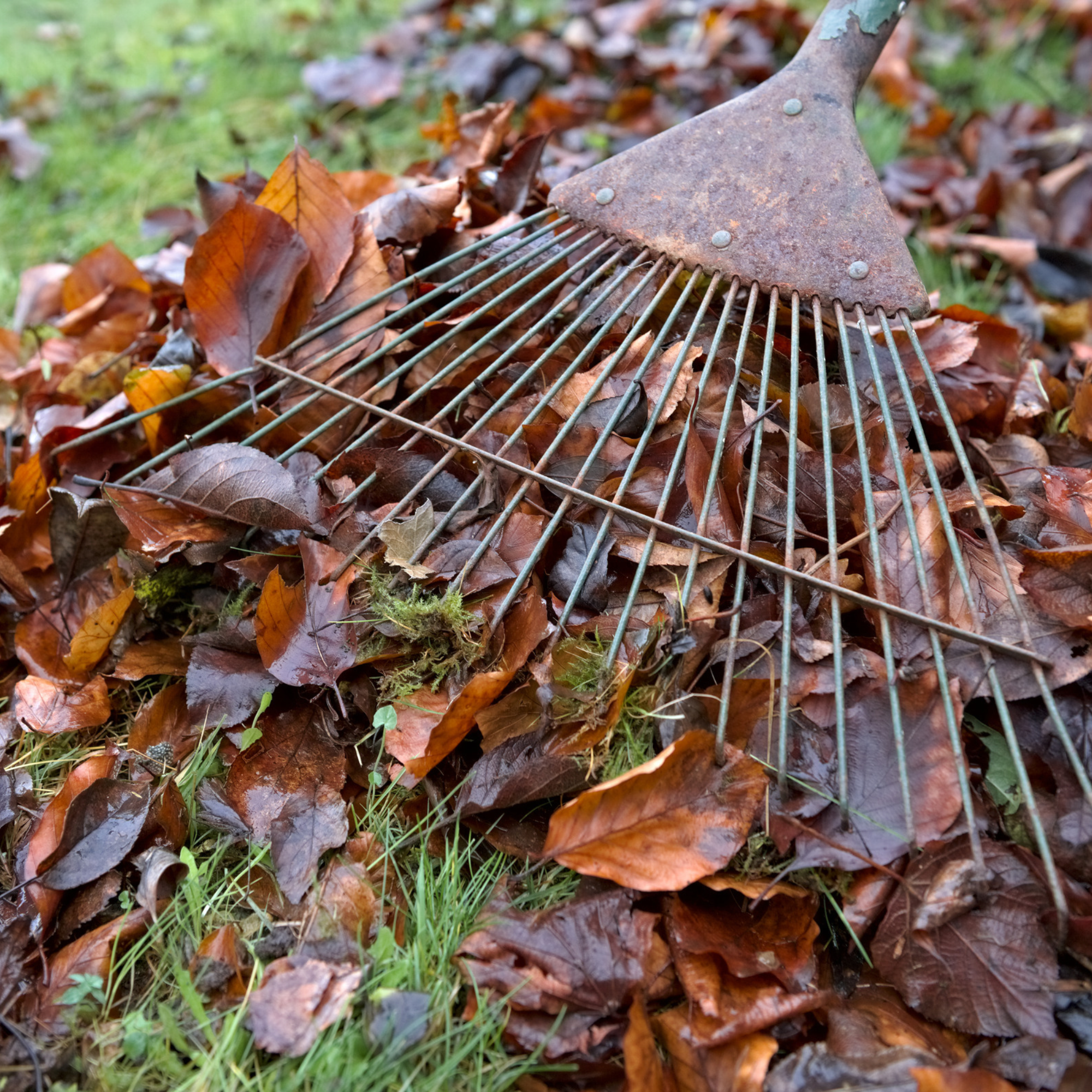 Gardening Calendar - November