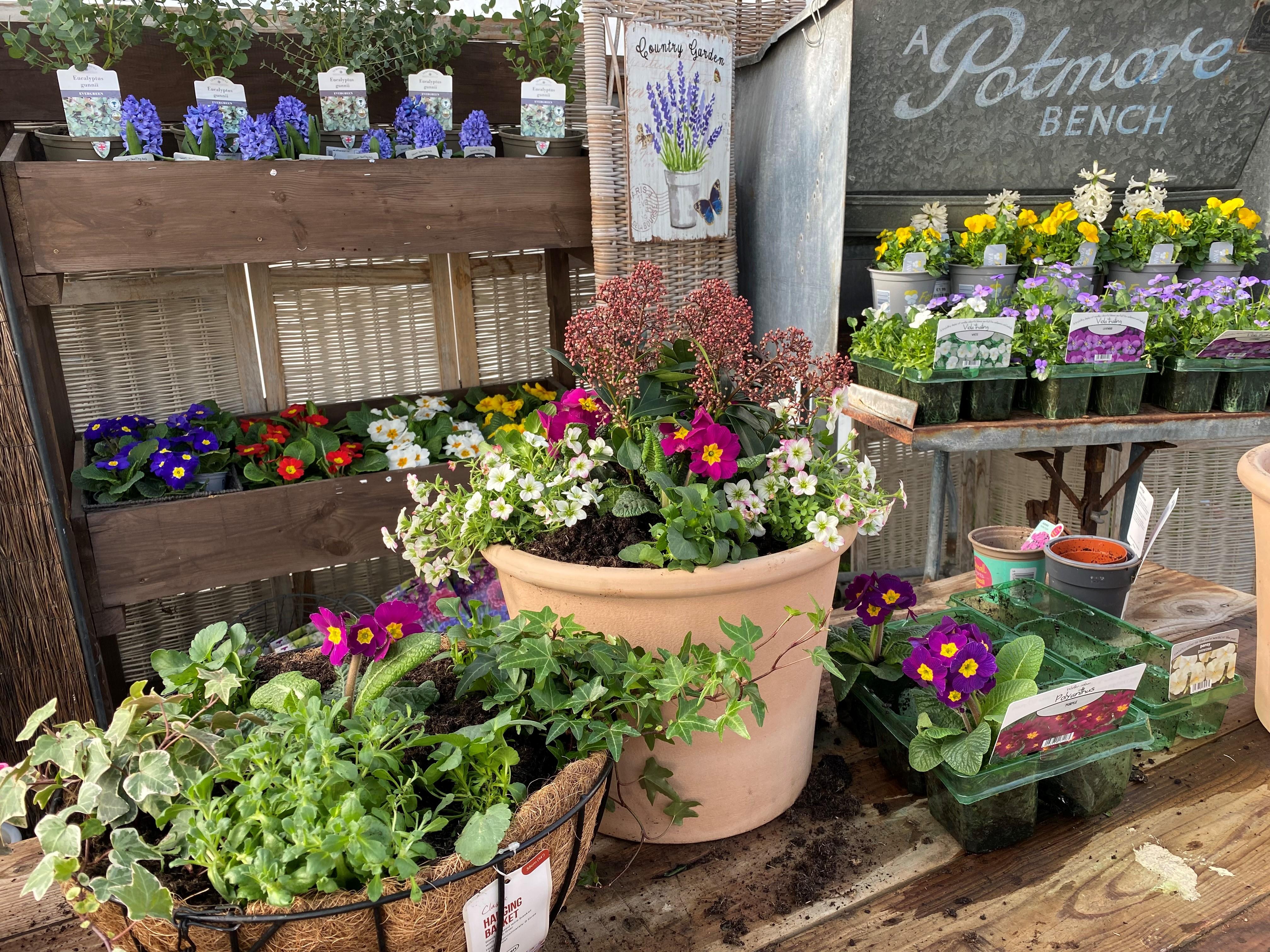 How to... Plant a Bedding Plant