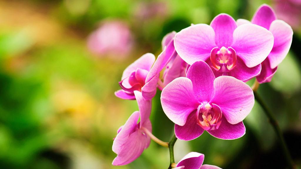 How to care for your orchid