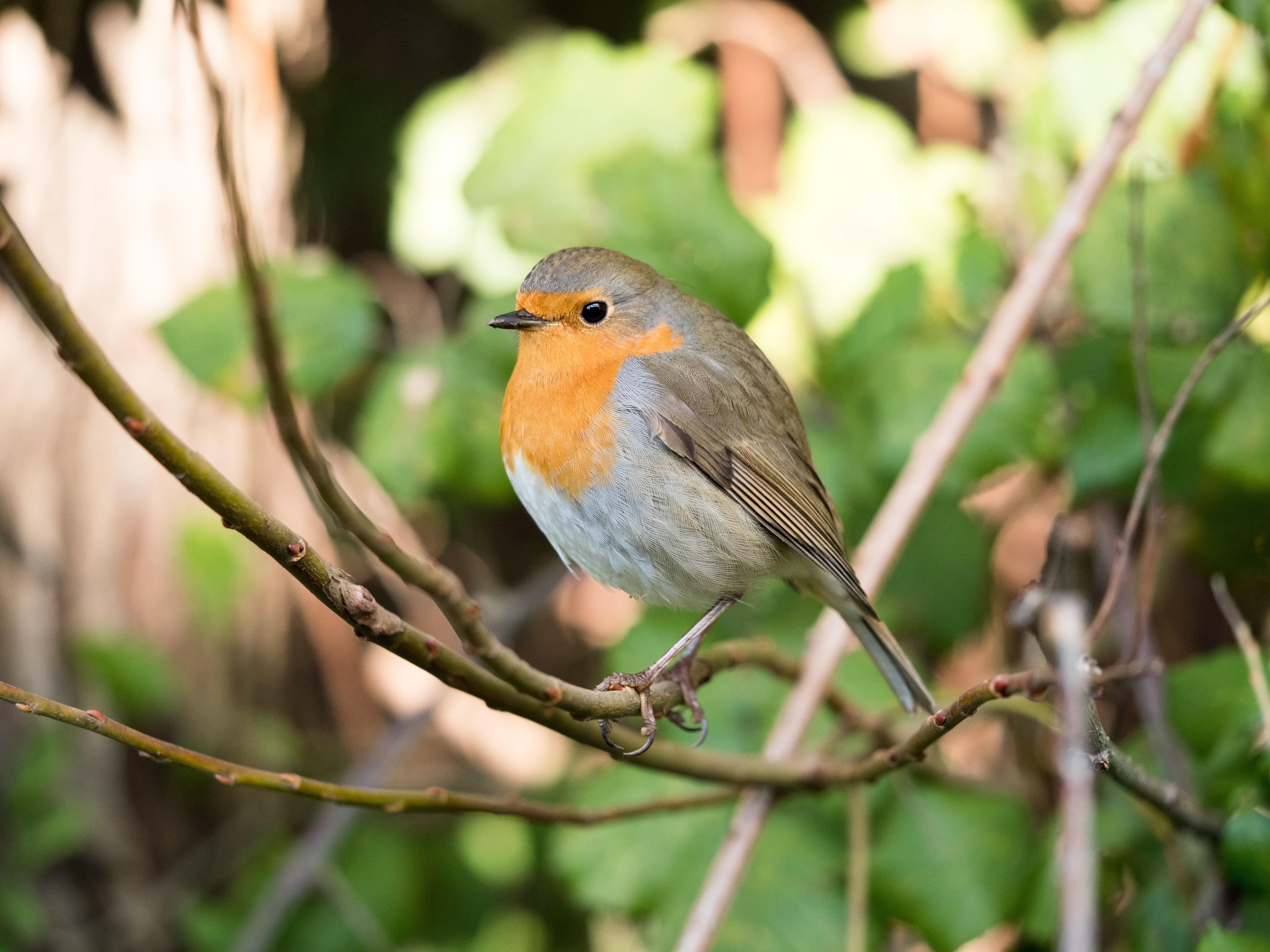 How to Feed & Care for Garden Birds