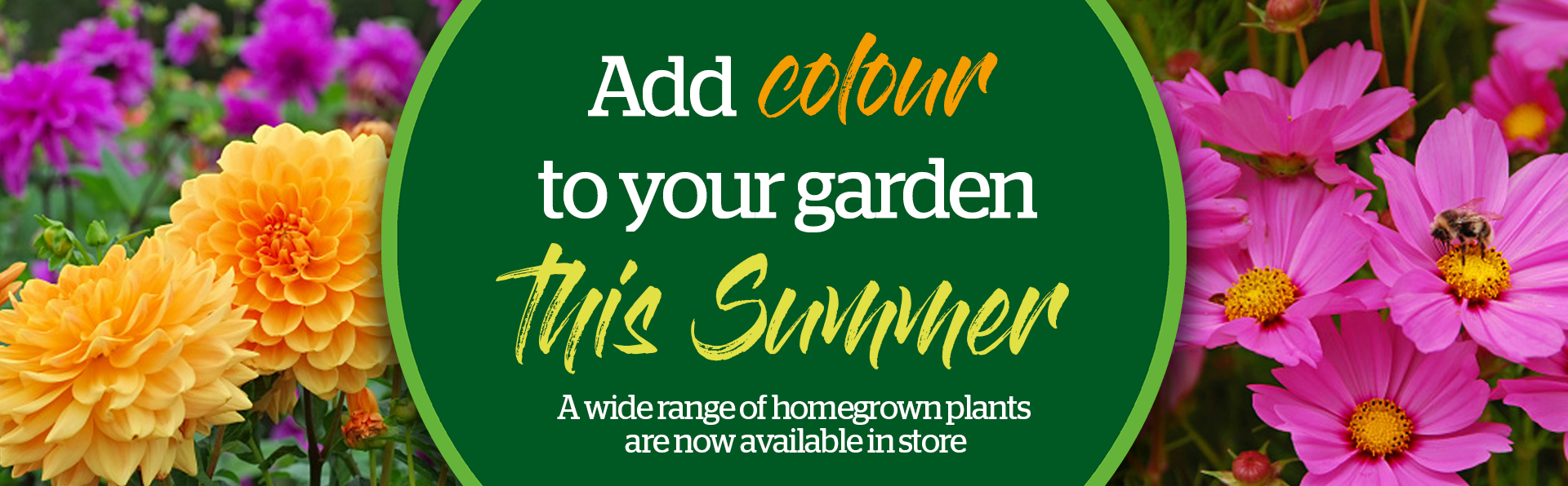 Add Colour to your Garden this Summer