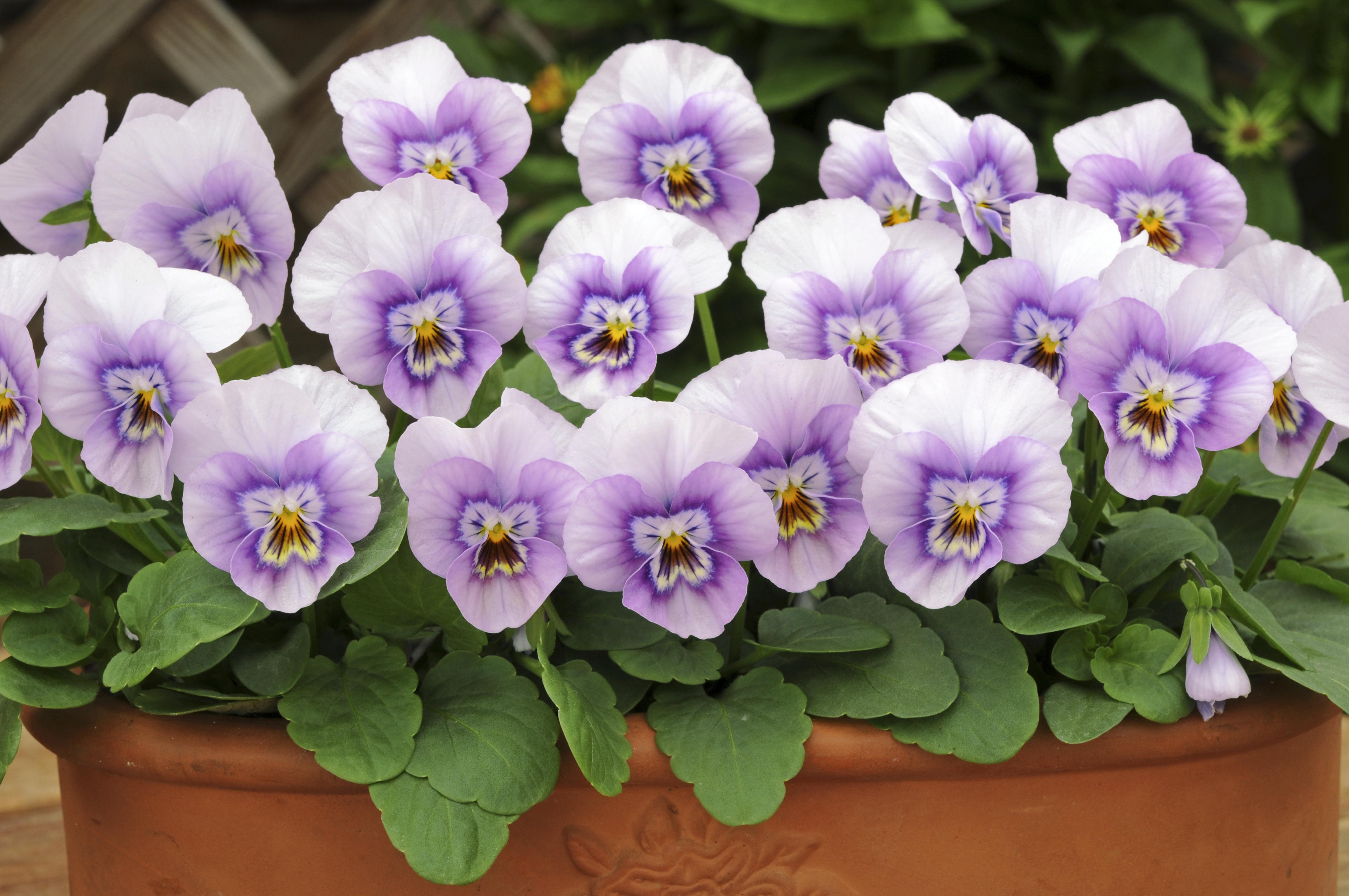Viola & Pansy Top 10 Festival Favourites 2023
