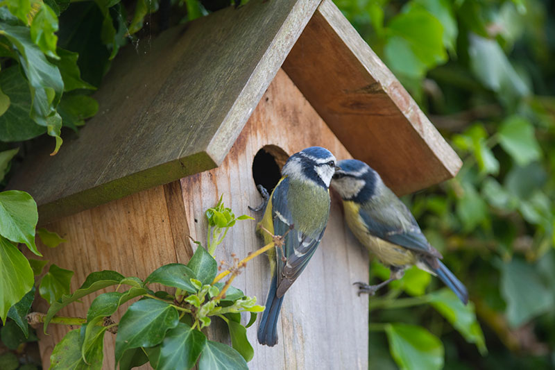 Gardening Jobs for February