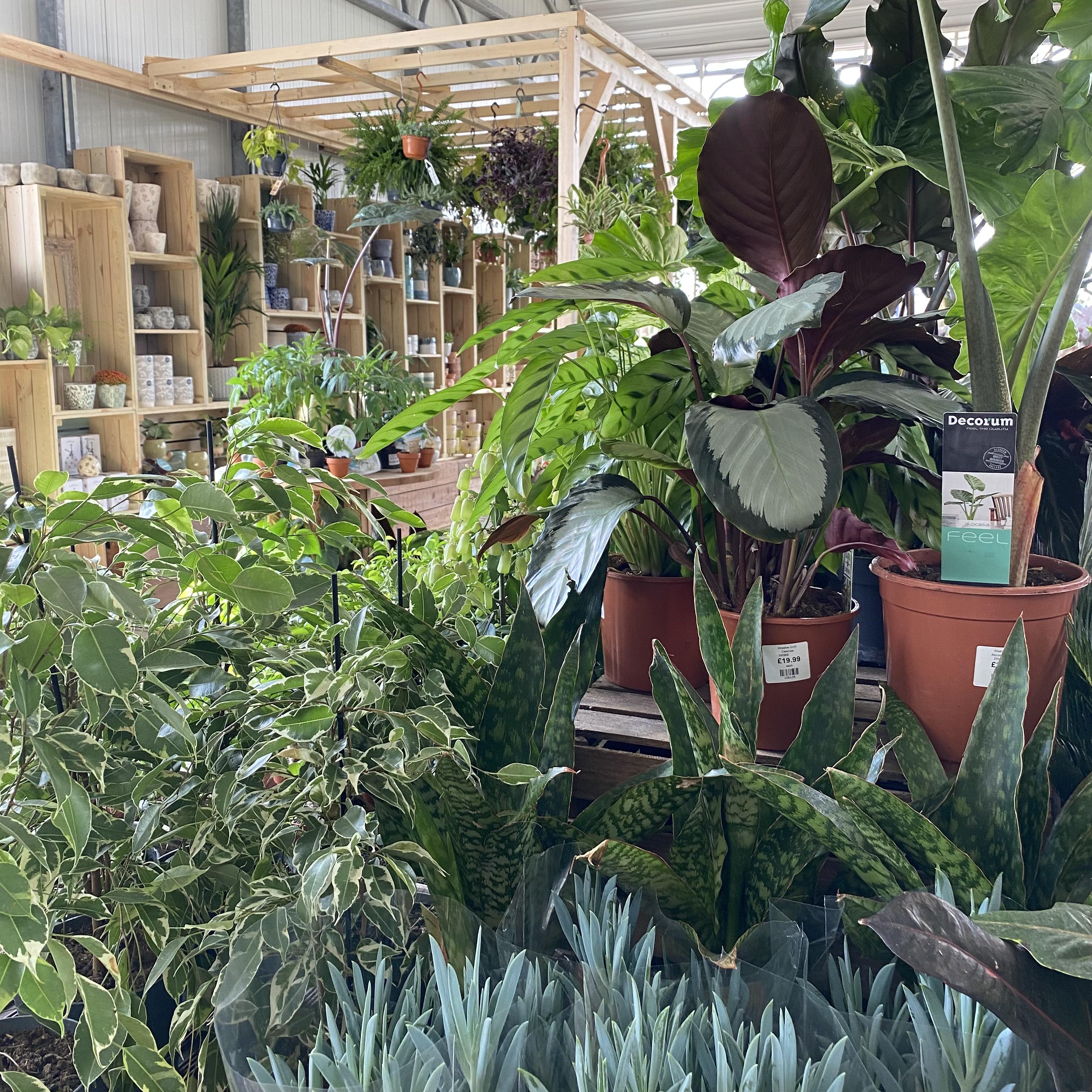 How to choose a Pet Friendly Houseplant
