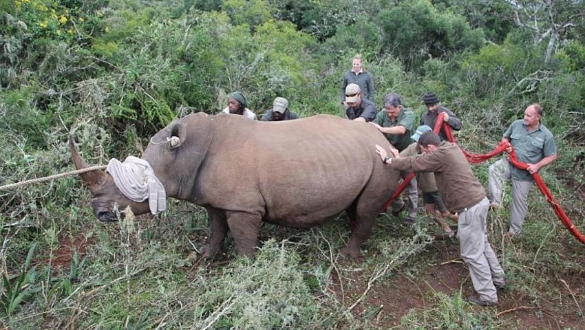 Charity head becomes a rhino conservation volunteer
