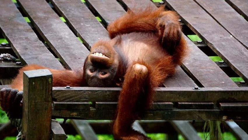 The Benefits Of Enrichment At The Great Orangutan Project - In The Project Coordinator's Own Words!