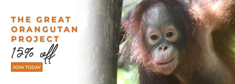 (Mobile) The Great Orangutan Project - Baby Orangutan (15% Off)