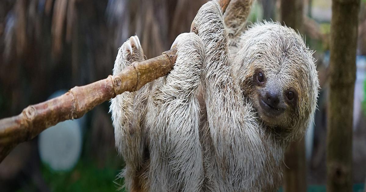 International Sloth Day Sloths Need Our Help The Great Projects