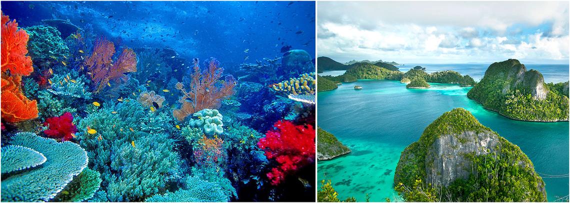 Marine Biology Volunteer The Great Projects 19-high-school-student-information-worksheet-free-pdf-at