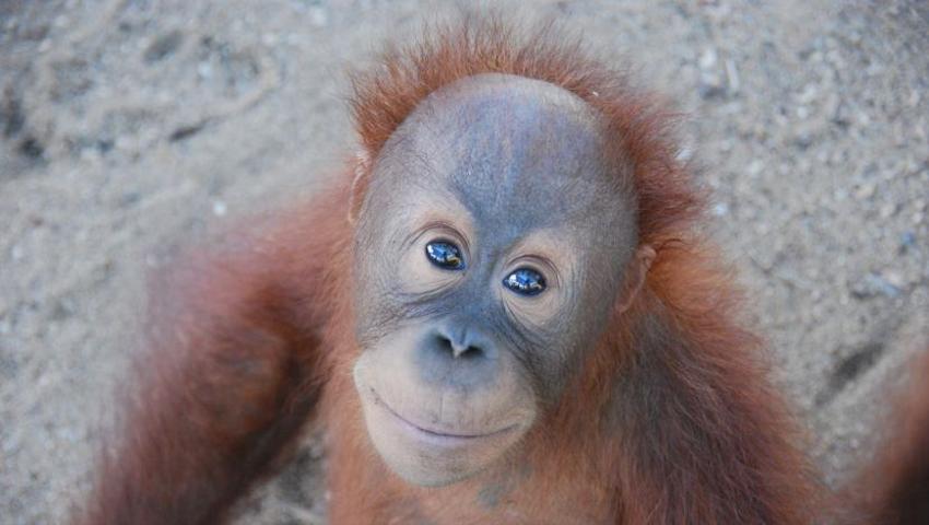The IAR Orangutan Project Achieved So Much For Wildlife Conservation In January - Check Out Just How They Did It! 