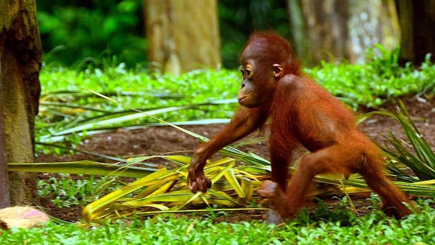 May at Ketapang; Update from International Animal Rescue