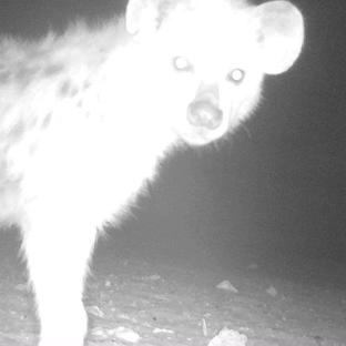 Camera Trap Sightings From Namibia! 