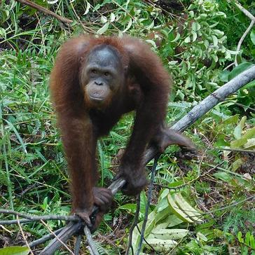 "I've had to swap the orangutans for my dog!" - Jessie has returned home to Australia!