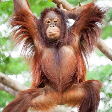 Which Animals Will You Be Helping At The Great Orangutan Project?