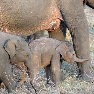 Meet Lorna, The Great Elephant Project's Adorable New Arrival!