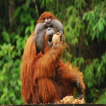 A Day In The Life Of An Orangutan Volunteer