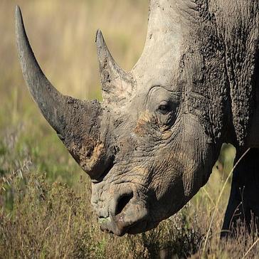 Our Top 8 Rhino Facts! 