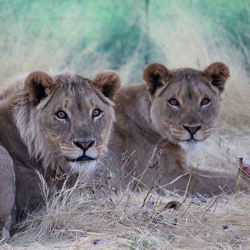 Why Are There No Tigers In Africa? | The Great Projects Why Are There No Tigers In Africa? | The Great Projects