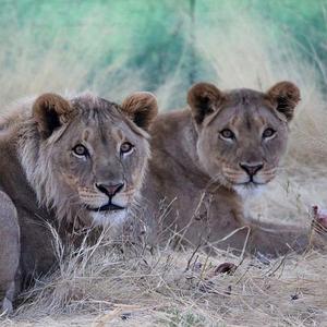 Namibia Wildlife Sanctuary's Roaring Success At TimBila