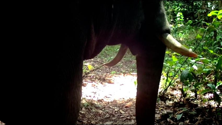 The Great Orangutan and Pygmy Elephant Project - 2021 Camera Trap Snaps!