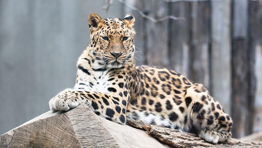News In Review - The Animal Stories You May Have Missed Throughout March