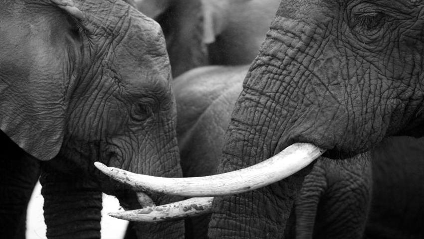 The Truth About The Ivory Trade - Only 50,000 Asian Elephants Left In The Wild