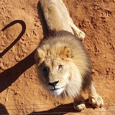 Why Are There No Tigers In Africa? | The Great Projects Why Are There No Tigers In Africa? | The Great Projects