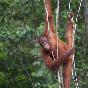 8 Facts About Orangutans!