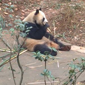 Check Out Our Latest Volunteer Update From The Panda Volunteer Experience In China - In Pictures! 