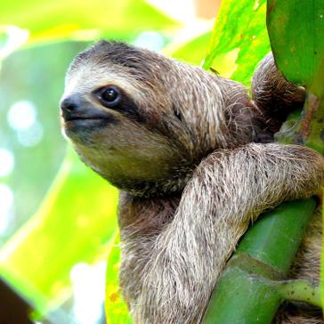 Which Animals Could I See In Costa Rica?