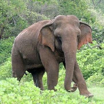 Elephant Conservation Diary - Sri Lankan Elephants