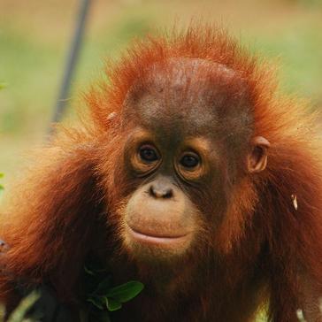 Orangutan Volunteer Work