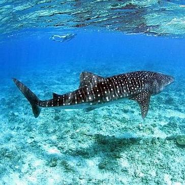 The Whale Shark Conservation Project Launches