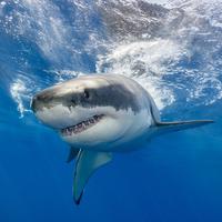 Shark Week 2017 - Why These Misunderstood Marine Creatures Need Our Help