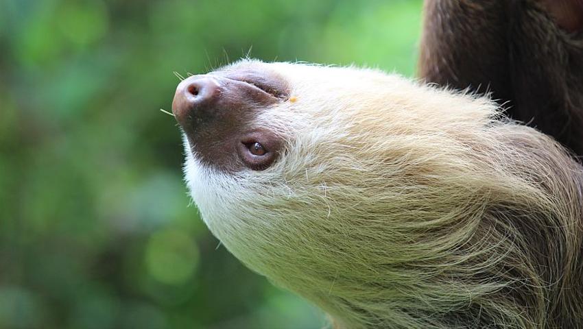 International Sloth Day 2017 Infographic | The Great Projects International Sloth Day 2017 Infographic | The Great Projects