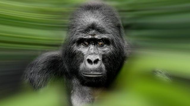 Volunteer with Gorillas with The Great Projects