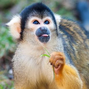 It's Monkey Day 2016!