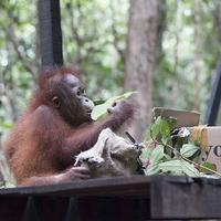 An Update From The IAR Orangutan Project!