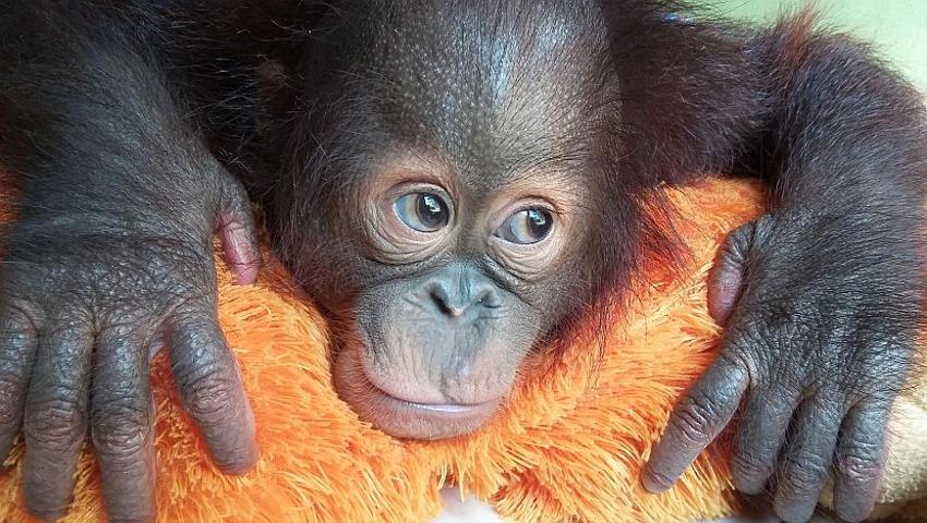 An update from Samboja Lestari Orangutan Sanctuary!