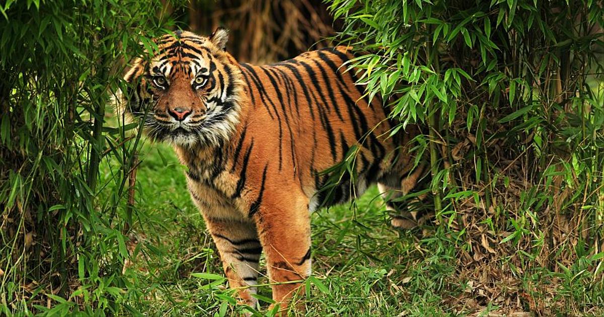 International Tiger Day 2017 | The Great Projects